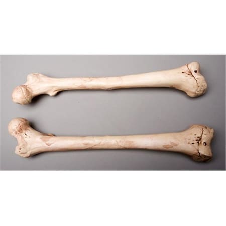 Skeletons And More Skeletons and More SM384DA Aged Femur Bones  Left and Right SM384DA